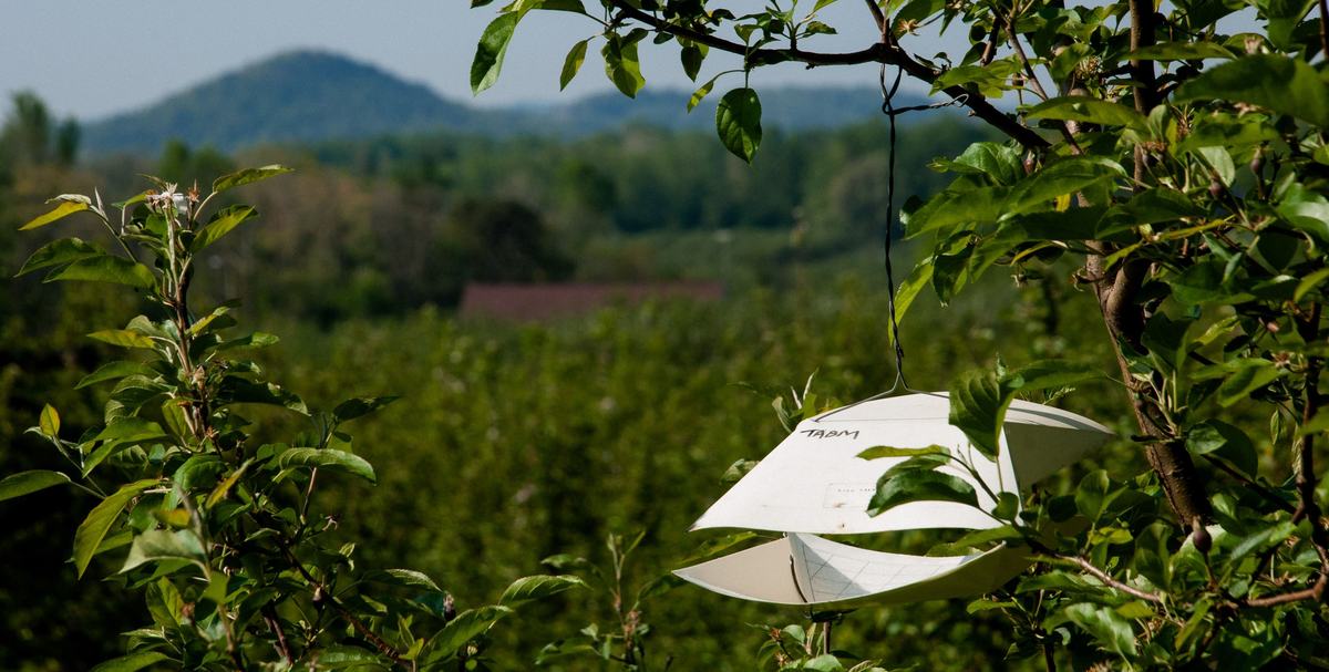 Insect trap in apple tree in orchard