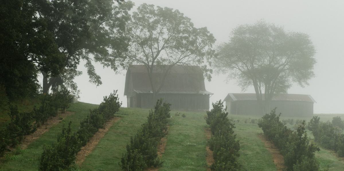 Apple orchard and barn in morning fog