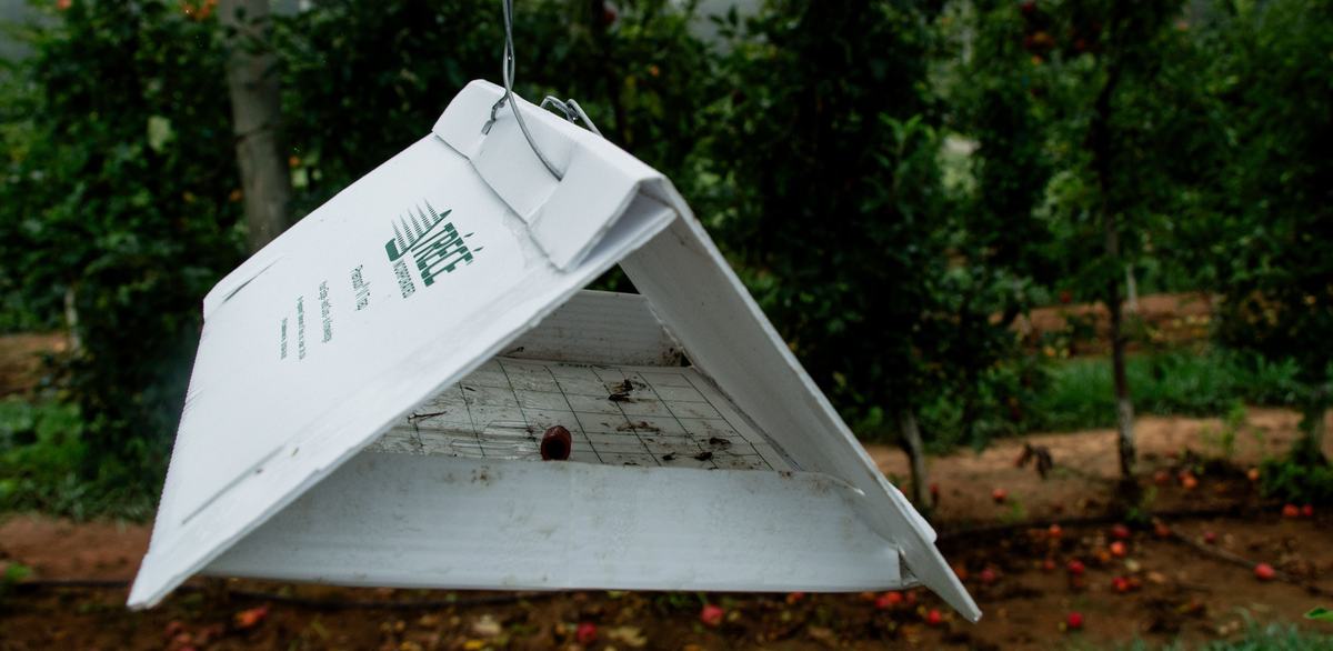 White insect tent trap in apple orchard