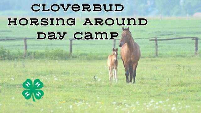 Horses in a field