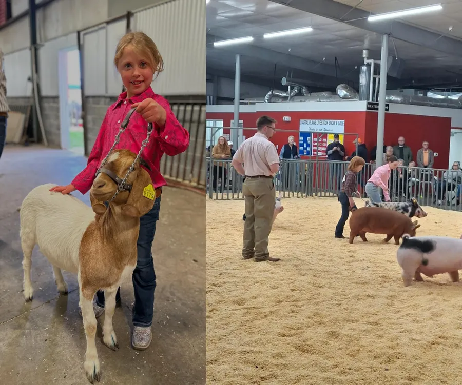 7 year old 4-Hers in this composite picture show their animals. Ellanor Mize is presenting her brown & white Boer goat in a close-up photo, and Joseph Peluso is actively showing his red cross-bred pig in the ring while being watched by the judge.