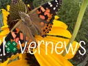 Photo of the Painted Lady Butterfly release at the Pollinator Garden