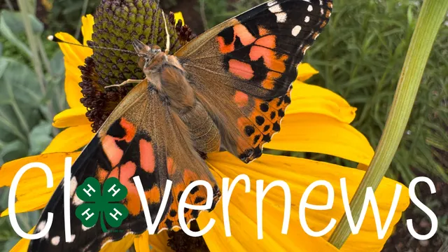 Photo of the Painted Lady Butterfly release at the Pollinator Garden