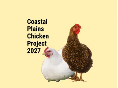 Two chickens, one broiler laying down and one golden wyandotte standing up, both are in front of a yellow background with the words "Coastal Plains Chicken Project 2027" above and beside them respectively.