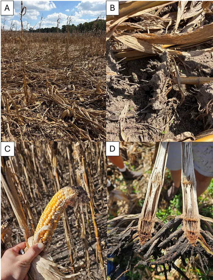 2026 North Carolina Corn Season Recap: Lessons from a Challenging Year ...
