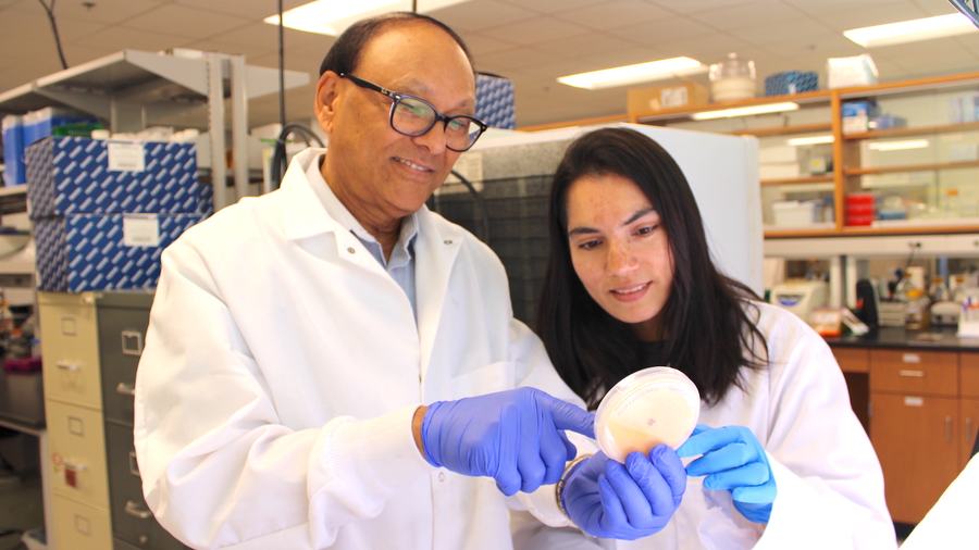 NC State scientists Tika Adhikari and Susmita Gaire looking closely at Neo-P fungus samples in a lab on campus.