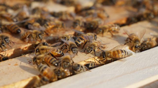 Honey Bees walking around on hive frames.