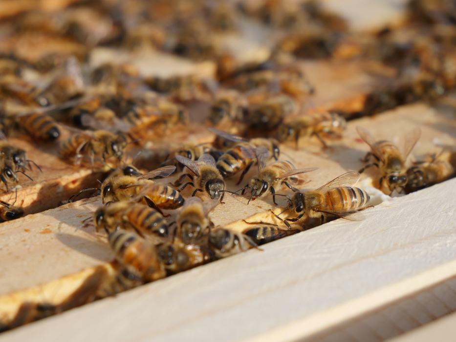 Honey Bees walking around on hive frames.