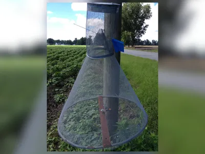 An image of a mesh cone topped with a mesh cylinder used to capture pests.