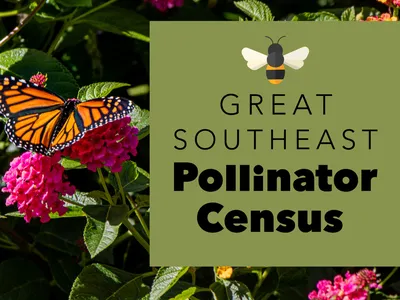 An orange butterfly landing on a pink flower. Next to it is a graphic that reads "Great Southeast Pollinator Census"