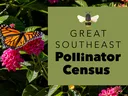 An orange butterfly landing on a pink flower. Next to it is a graphic that reads "Great Southeast Pollinator Census"