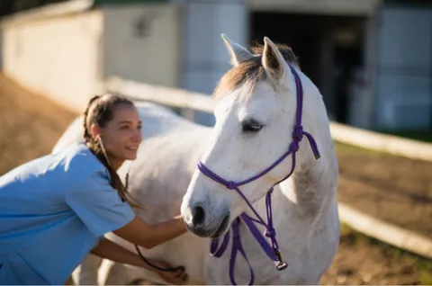 Girl listens to horse's stomach with a stethoscope