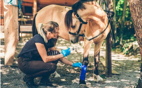 Girl wraps horses leg