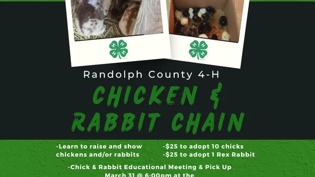 Randolph County 4-H Chicken and Rabbit Chain