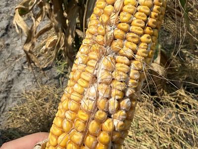Close-up of a mature corn ear showing patches of discolored, moldy kernels associated with ear rot, with white-gray fungal growth visible between kernels, particularly on the lower half of the ear.