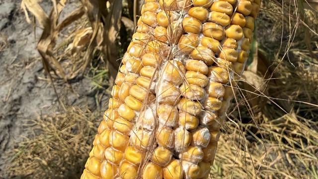 Close-up of a mature corn ear showing patches of discolored, moldy kernels associated with ear rot, with white-gray fungal growth visible between kernels, particularly on the lower half of the ear.