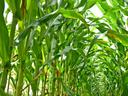 Tunnel of corn