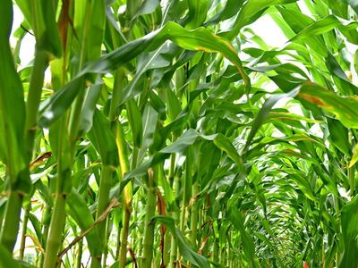 Tunnel of corn