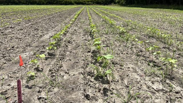 Field of recently emerged cotton seedlings with a field row marker labeled as "treated."