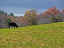 Cattle grazing