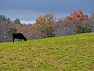 Cattle grazing