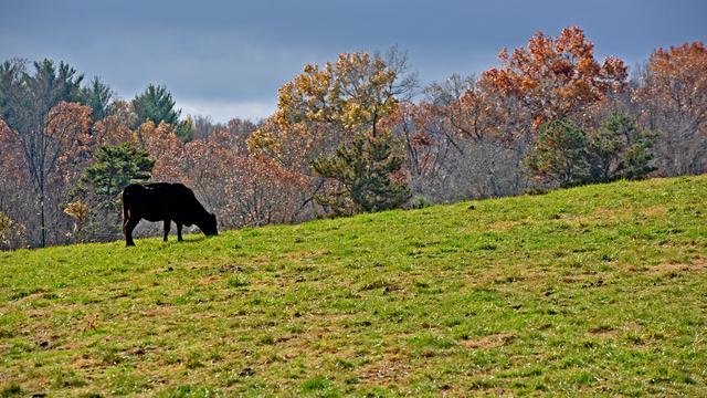 Cattle grazing