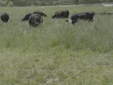 cows grazing in grass