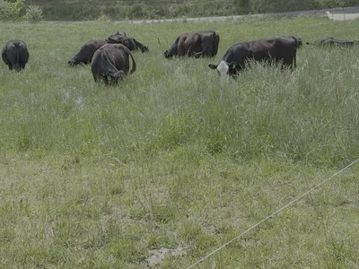 cows grazing in grass