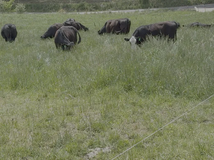 cows grazing in grass