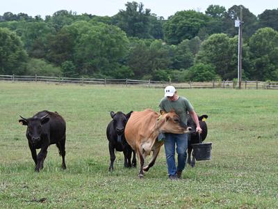 A farmer carrying a bucket walks through a pasture while several cattle follow him during a virtual fencing demonstration.