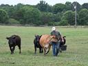 A farmer carrying a bucket walks through a pasture while several cattle follow him during a virtual fencing demonstration.