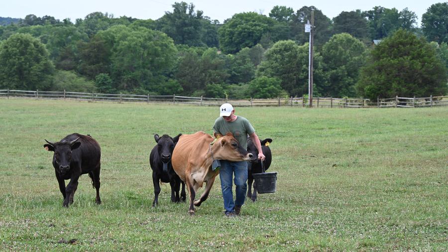 A farmer carrying a bucket walks through a pasture while several cattle follow him during a virtual fencing demonstration.