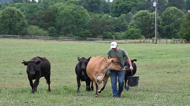 A farmer carrying a bucket walks through a pasture while several cattle follow him during a virtual fencing demonstration.