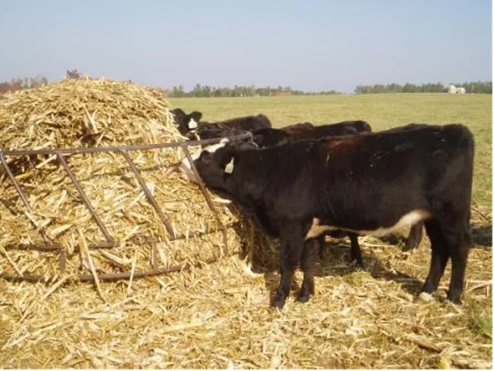 Black cows eating hay in a field.