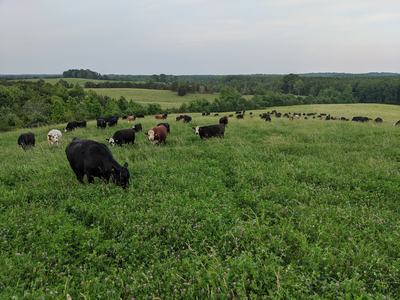 Cows grazing