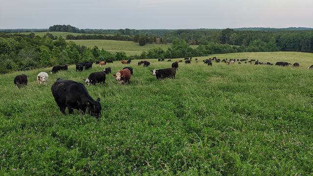 Cows grazing