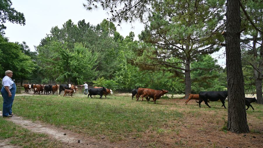 A herd of cattle is moved to another pasture as part of a rotational grazing system, with two people guiding the animals across a grassy field bordered by pine trees.