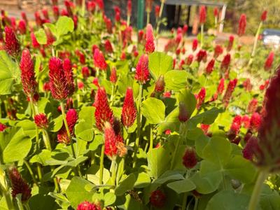 Red flowers on green stems