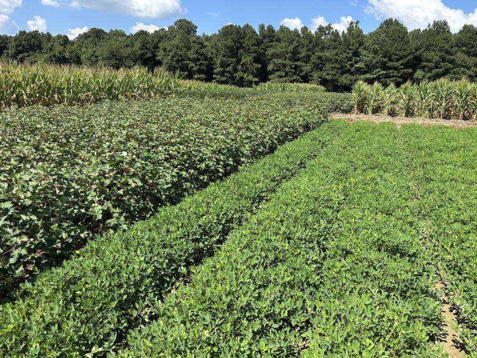 Plots in a rotation trial at the Peanut Belt Research Station.