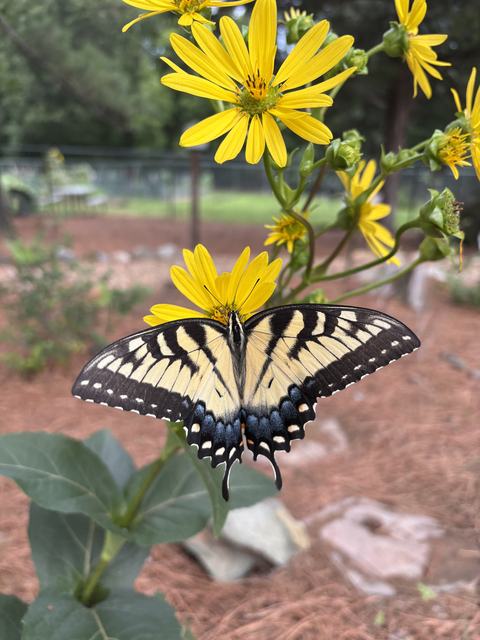 yellow swallowtail butterfly on a yellow flower