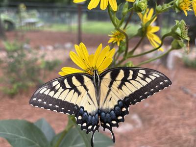 yellow swallowtail butterfly on a yellow flower