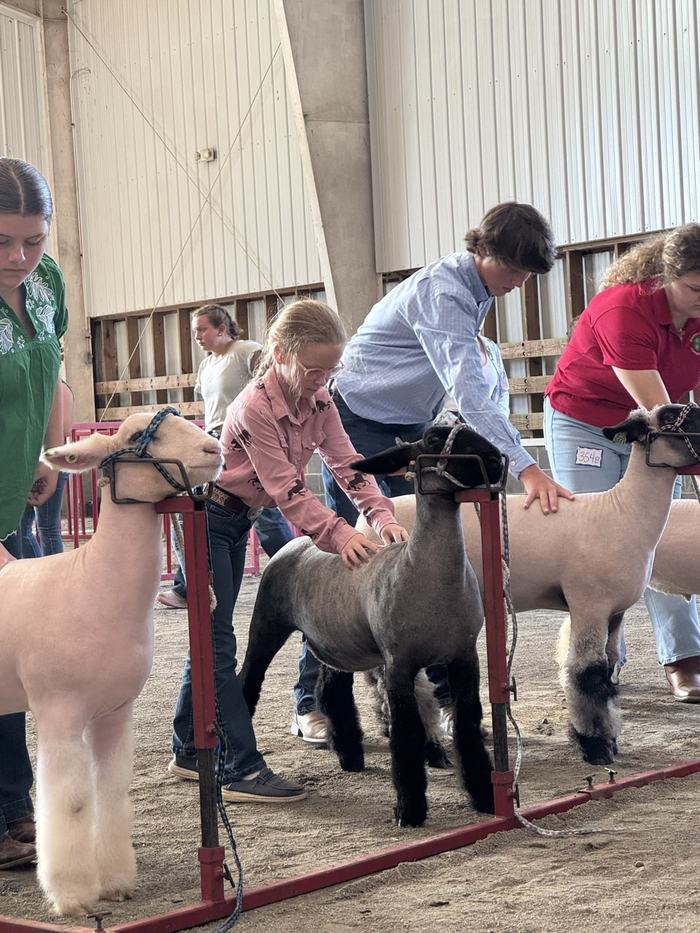 Judging Sheep