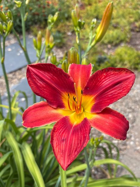 up-close of red daylily with yellow center