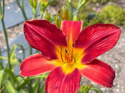 up-close of red daylily with yellow center