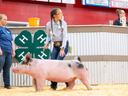 4-H'er showing pig at livestock show