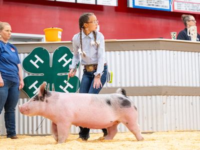 4-H'er showing pig at livestock show