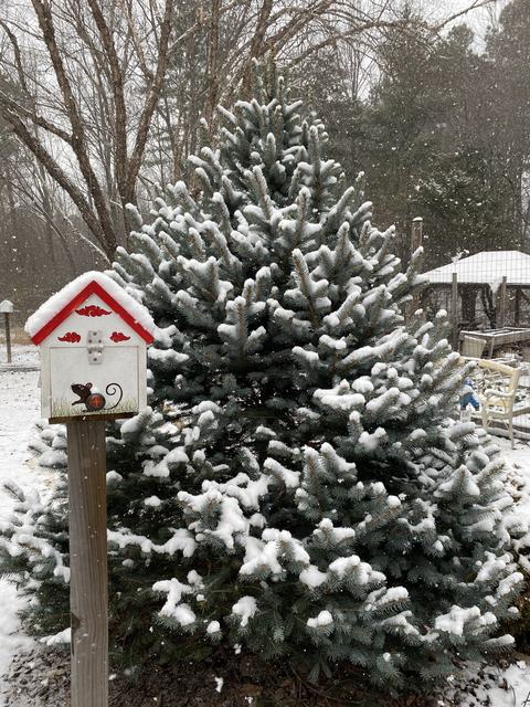snow covered tree in a garden