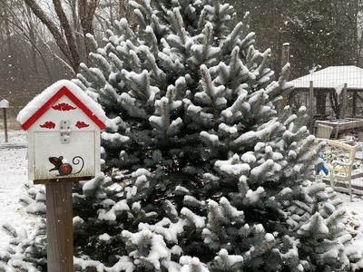 snow covered tree in a garden