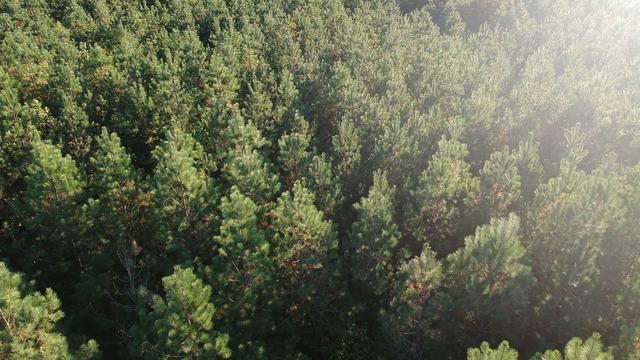 Pine tree stand from above