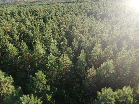 Pine tree stand from above